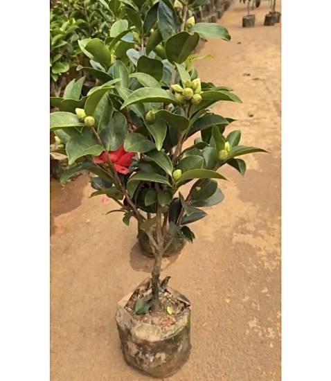 Picture of Camellia - Red- Big plant