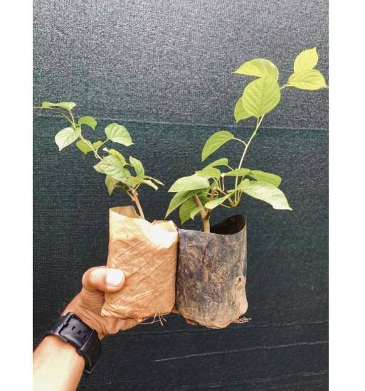 Picture of Manimulla - combo - small size - 2 plants