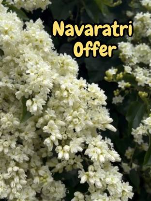 Picture of Manimulla - combo - small size - 2 plants