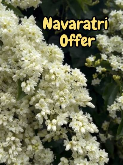 Picture of Manimulla - combo - small size - 2 plants