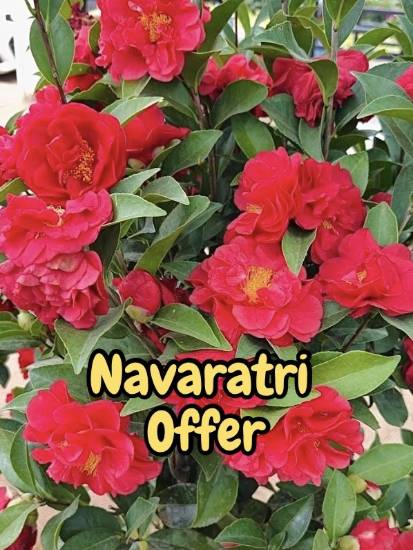 Picture of Camellia - Combo - 2 Plants