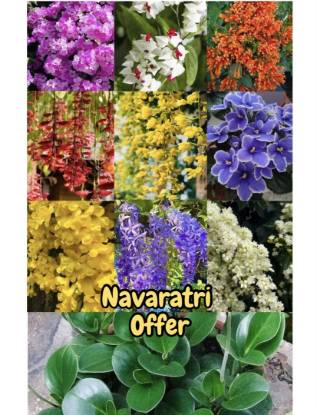 Picture of 10 Jiffy Plants Combo - manimulla, garlic vine, Golden cascade, cat’s claw, Bleeding heart(w), Petrea violet,  lady shoe(v), African violet, pepromia