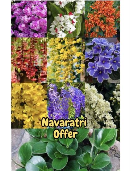 Picture of 10 Jiffy Plants Combo - manimulla, garlic vine, Golden cascade, cat’s claw, Bleeding heart(w), Petrea violet,  lady shoe(v), African violet, pepromia