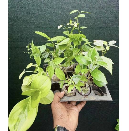 Picture of 10 Jiffy Plants Combo - manimulla, garlic vine, Golden cascade, cat’s claw, Bleeding heart(w), Petrea violet,  lady shoe(v), African violet, pepromia