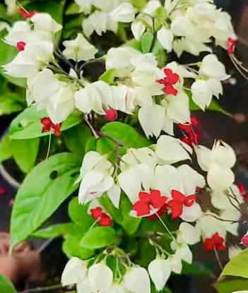 Picture of Bleeding Heart - combo - 2 Jiffy plants- white -