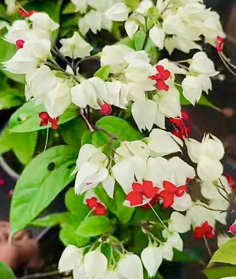 Picture of Bleeding Heart - combo - 2 Jiffy plants- white -