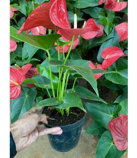 Picture of Anthurium - Red- New