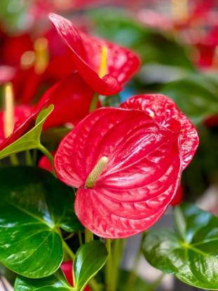 Picture of Anthurium - Red- New