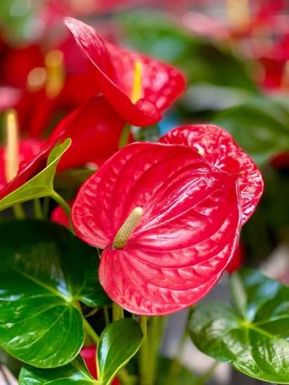 Picture of Anthurium - Red- New