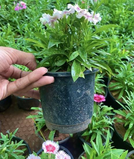 Picture of Dianthus - Combo Offer - 3 Color