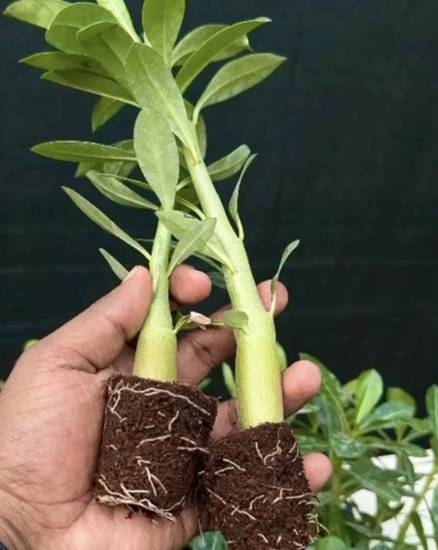 Picture of Adenium - Combo Offer - 10 plants