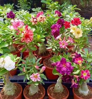 Picture of Adenium - Combo Offer - 10 plants
