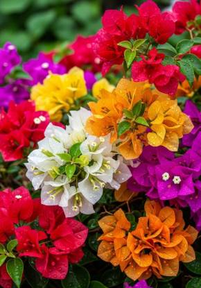 Picture of Bougainvillea - Combo Offer - 8 Color