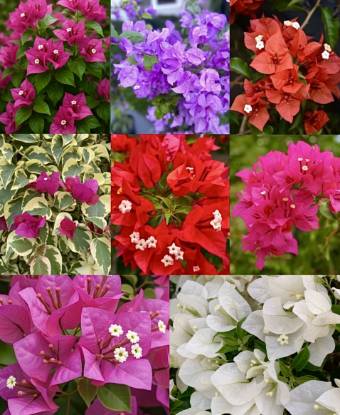 Picture of Bougainvillea - 8 colours Combo Offer