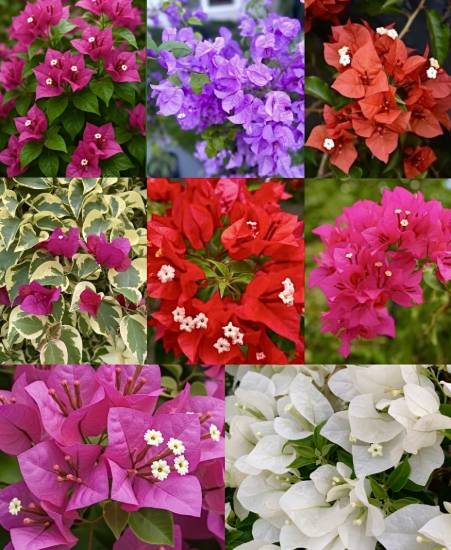 Picture of Bougainvillea - Combo Offer - 8 Color