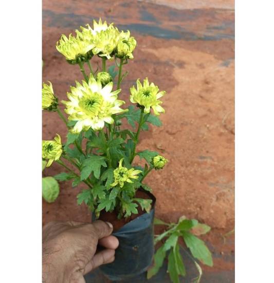Picture of Chrysanthemum - Jamanthi - 6 Colors - Combo Offer
