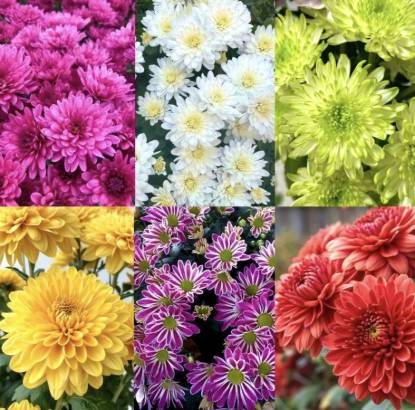 Picture of Chrysanthemum - Jamanthi - 6 Colors - Combo Offer